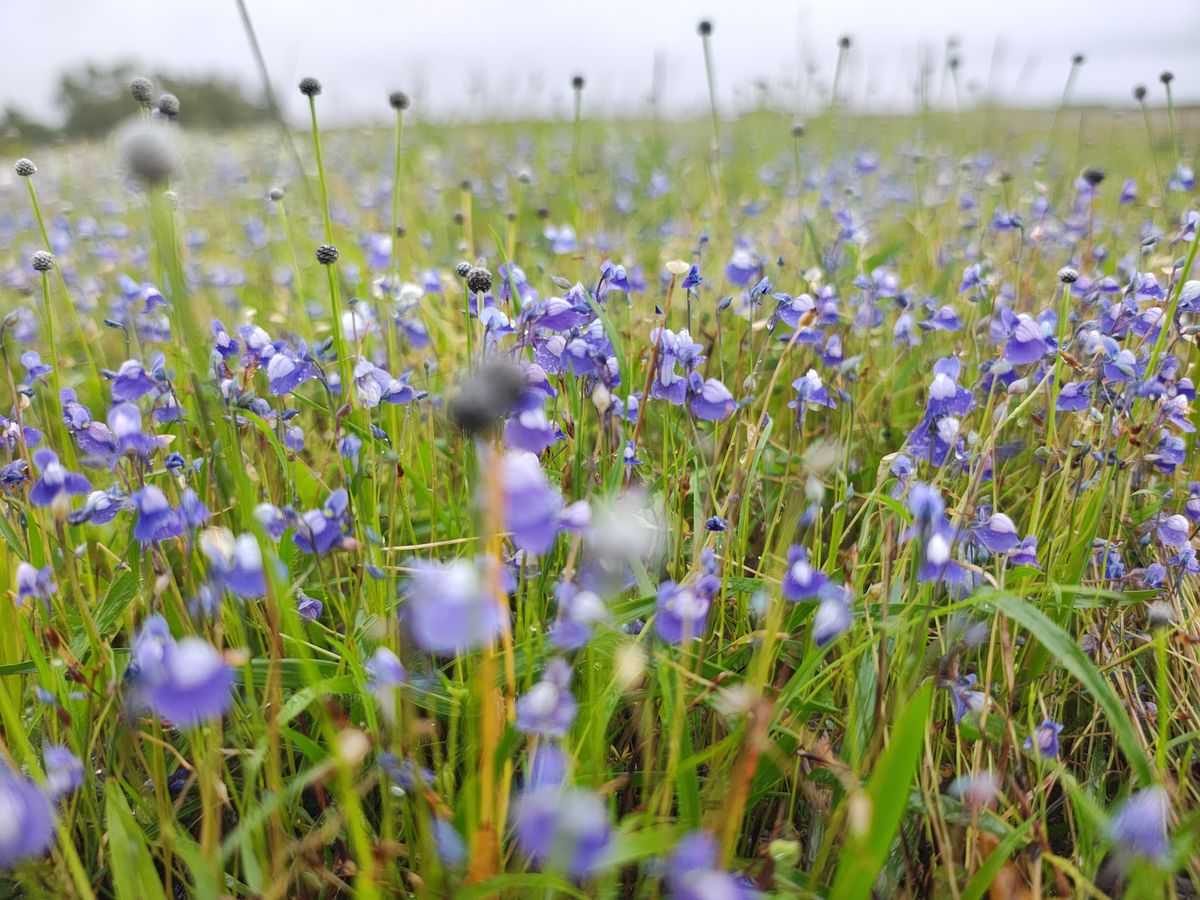 മാടായി പാറയിലെ നീലവസന്തം