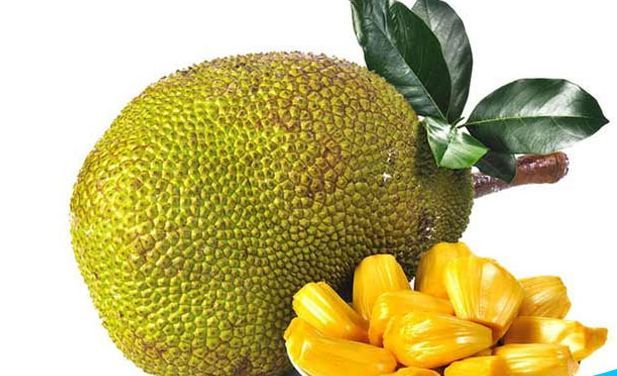 ചക്ക വെറും ചക്കയല്ല; ഇനി കേരളത്തിന്റെ ഔദ്യോഗിക 'ഫലം'