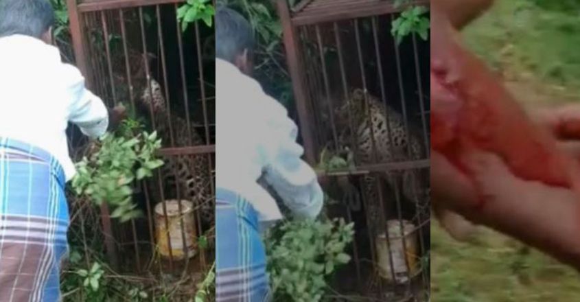 കെണിയില്‍ വീണ പുള്ളിപ്പുലിക്ക് കൂട്ടിലേക്ക് കയ്യിട്ട് പച്ചില കൊടുത്തു; കൈ കടിച്ചുകീറി; വീഡിയോ