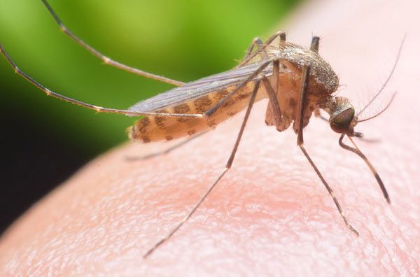 വരുന്നു... കൊതുകിനെ കൊല്ലും കൊതുകുകൾ!