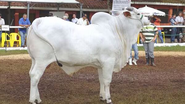 വില 40 കോടി: ഗിന്നസ് റെക്കോർഡ് നേടി ഇന്ത്യൻ ഇനമായ നെല്ലൂർ പശു