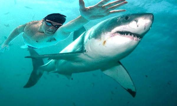 ഫെല്‍പ്‌സ് വെഴ്‌സസ് ഷാര്‍ക്ക്; നീന്തല്‍ രാജാവ് മൈക്കിള്‍ ഫെല്‍പ്‌സും സ്രാവും തമ്മിലൊരു മത്സരം നടത്തിയാല്‍ ആര് ജയിക്കും?