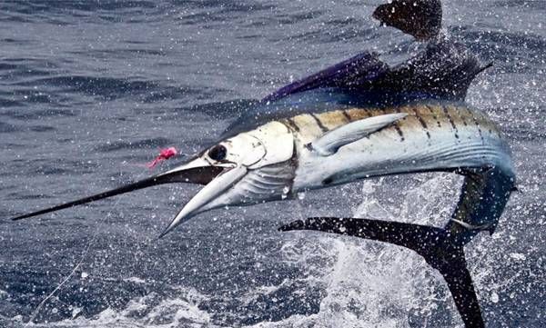 ലോകത്തിലെ ഏറ്റവും വേഗതയേറിയ മീന്‍; പിടിക്കുന്നവരെ കാത്തിരിക്കുന്നത് വമ്പന്‍ സമ്മാനം