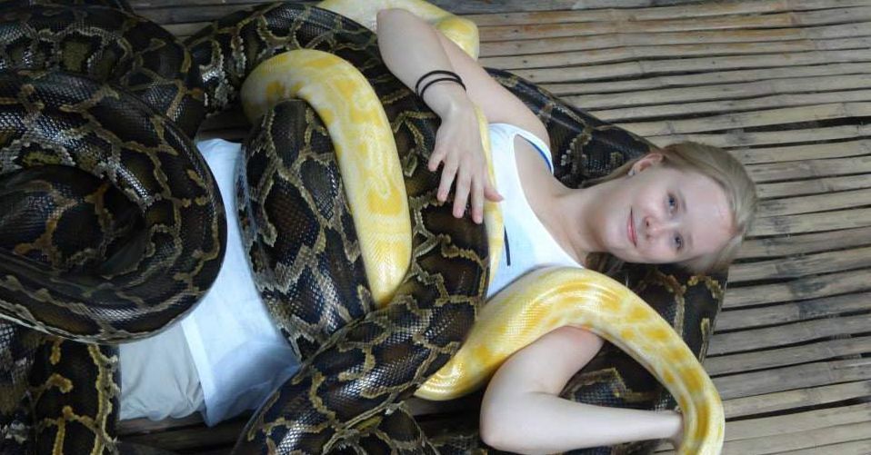 ഇത്  ഇത്തിരി കടന്ന കൈയായി പോയല്ലോ!; ഭീമന്‍ പെരുമ്പാമ്പു​കളെ കൊണ്ട് ഒരുഗ്രന്‍ മസ്സാജ് ; ഞെട്ടിക്കുന്ന വീഡിയോ കാണാം