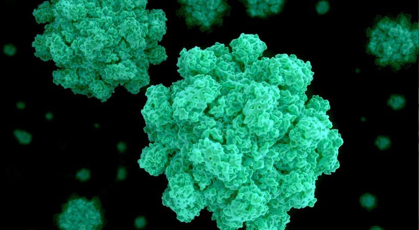 മലപ്പുറം പെരിന്തൽമണ്ണയിൽ നോറോ വൈറസ് സ്ഥിരീകരിച്ചു