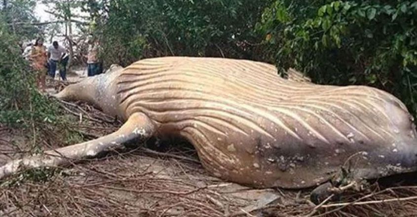ആമസോൺ കാടിന് നടുവിൽ ഭീമൻ തിമിംഗലത്തിന്റെ ജഡം കണ്ടെത്തി