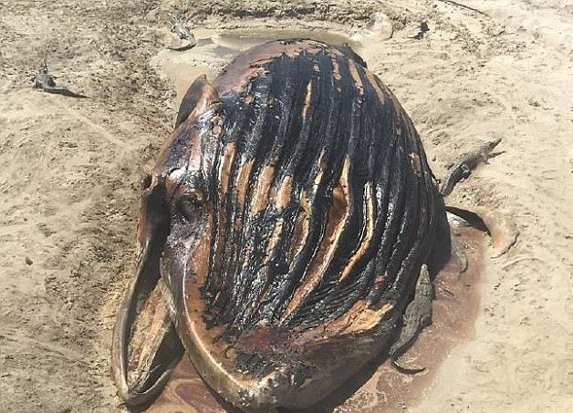 തിമിംഗലത്തെ ഭക്ഷണമാക്കുന്ന മുതലകളുടെ ചിത്രങ്ങള്‍ വൈറല്‍