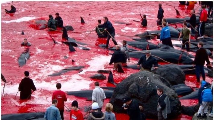 ചുവപ്പണിഞ്ഞ്  ഫെറോ തീരം; ആഘോഷങ്ങള്‍ക്ക് വേണ്ടി കൊന്നുതള്ളിയത് 800 തിമിംഗലങ്ങളെ!