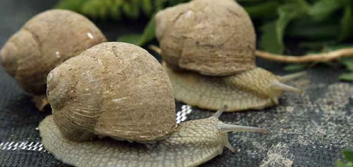 ക്രിസ്മസ് ഡെലിവറിക്കായി സൂക്ഷിച്ച 93ലക്ഷം വിലമതിക്കുന്ന ഒച്ചുകൾ മോഷ്ടിക്കപ്പെട്ടു; മോഷണം ഒഴിയാതെ ഫ്രാൻസ്