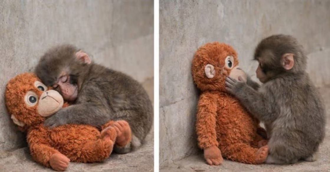 പഞ്ചിന്‍റെ 'അമ്മ'യ്ക്ക് ഡിമാൻഡ് ഏറി; പാവയുടെ വില 1,600 ൽ നിന്ന് 34,000!