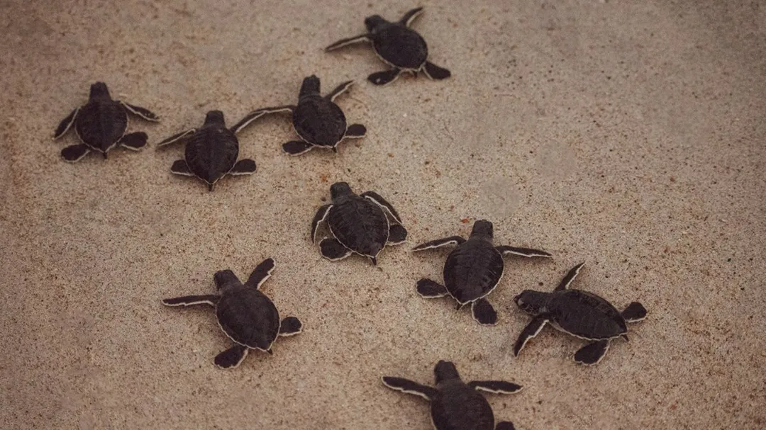 ഭാഗ്യം! കേരളത്തിലെ ആമകളെയെങ്കിലും പരിഗണിച്ചല്ലോ എന്ന് സോഷ്യല്‍ മീഡിയ; ഇപ്പോള്‍ ചര്‍ച്ചയാകുന്ന കടലാമ പരിപാലന പദ്ധതിയെന്ത്?