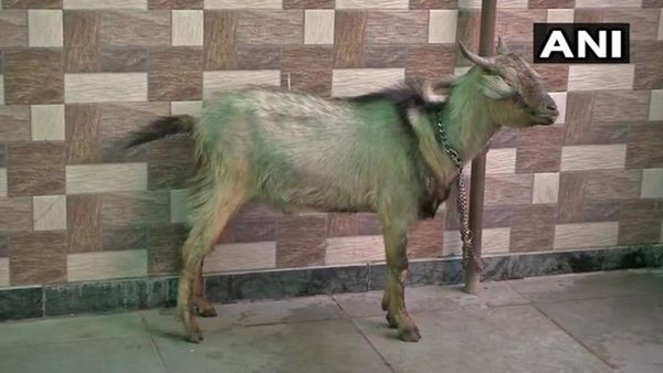 ഹോട്ടലിൽ താമസിക്കാൻ യുവതിയെത്തിയത്; 14 വളർത്തുമൃഗങ്ങൾക്കൊപ്പം