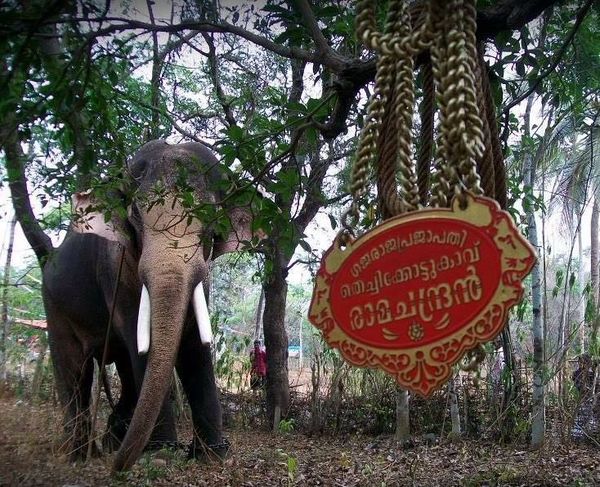 തെച്ചിക്കോട്ടുകാവ് രാമചന്ദ്രന്‍റെ വിലക്ക്; ഇടപെടാനാകില്ലെന്ന് ഹൈക്കോടതി