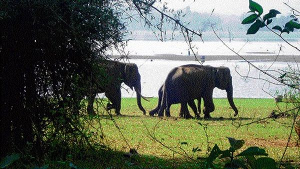 ആനകൾ മനുഷ്യരല്ല, മനുഷ്യാവകാശങ്ങളുമില്ല: യുഎസ് കോടതി