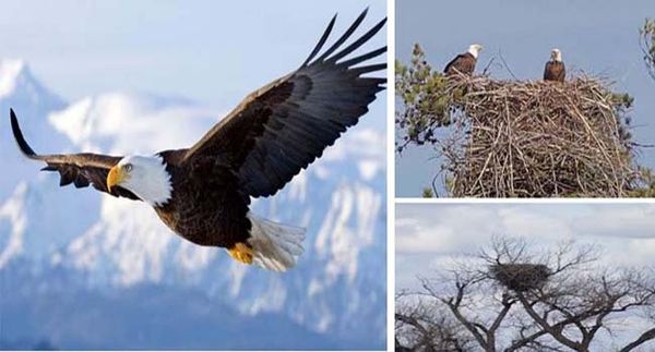 ഭാരം രണ്ടു ടണ്‍; ലോകത്തിലെ ഏറ്റവും വലിയ പക്ഷിക്കൂട് കാണണോ ?