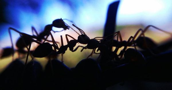 കാലാവസ്ഥാവ്യതിയാനം; മാരകവിഷമുള്ള തേളുകളും ഉറുമ്പുകളും ഭീഷണിയാകുന്നു; മുന്നറിയിപ്പുമായി സൗദി  ഭരണകൂടവും