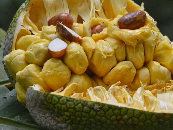 cempedak fruit