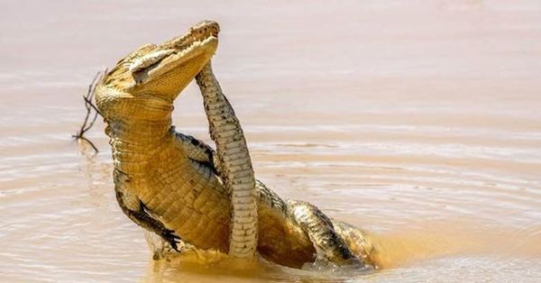 മുതലയും അണലിയും  തമ്മിലെ ഭീകരപോരാട്ടം; അത്യപൂർവമായ ഏറ്റുമുട്ടലിന്റെ ചിത്രം വൈറല്‍