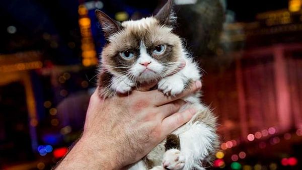 ഈ 'പൂച്ച’ കോടതി വിധിയിലൂടെ നേടിയത് 5 കോടി രൂപ