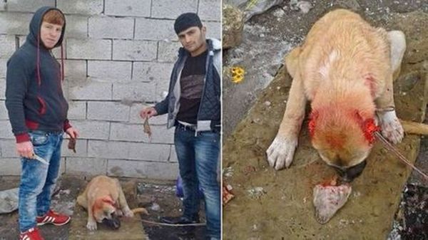 ഒരു സെല്‍ഫിയ്ക്ക് വേണ്ടി ഈ മിണ്ടാപ്രാണിയോട് ഇവര്‍ ചെയ്ത കൊടുംക്രൂരത