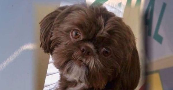 നായയെയും ഒപ്പം സംസ്കരിക്കണമെന്ന് വില്‍പത്രം എഴുതിവെച്ച് ഉടമ ;  അന്ത്യാഭിലാഷം  നിറവേറ്റാൻ ദയാവധം നടത്തി