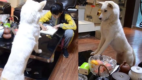 മകള്‍ പഠിക്കുന്നത് നിരീക്ഷിക്കാന്‍ വളര്‍ത്തുനായയെ കാവല്‍ നിര്‍ത്തി പിതാവ്; വൈറലായി  വീഡിയോ