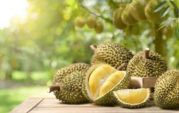 മുറിയിലിരുന്ന് ദുരിയാൻ ചക്ക തിന്നു; ടൂറിസ്റ്റുകൾക്ക് 13,200 രൂപ പിഴയിട്ട് ഹോട്ടൽ