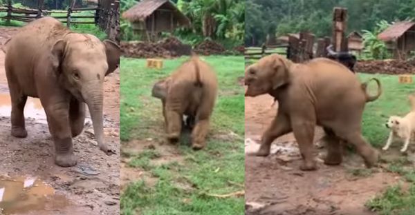 നായകളെ വിരട്ടി ഓടിക്കാൻ നോക്കി  കുട്ടിയാന; ഒടുക്കം  ചളിയിൽ വീണ്  ചമ്മി; വീഡിയോ  വൈറൽ