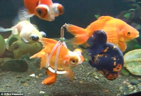 നീന്താനാവാത്ത ഗോൾഡ് ഫിഷിന് വീൽ ചെയർ