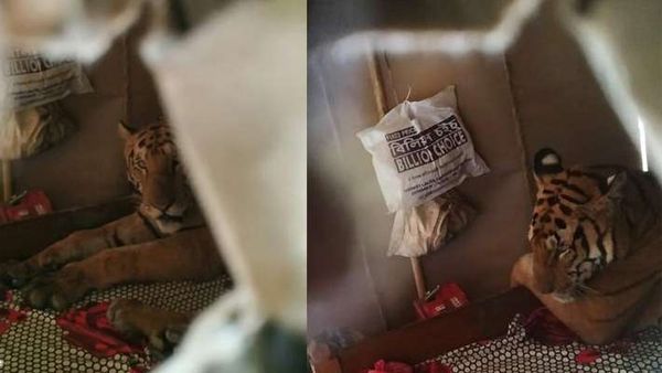 വെള്ളപൊക്കം  കഴിഞ്ഞ്  വീട്ടിലെത്തിയപ്പോൾ കണ്ടത്,  കട്ടിലിൽ കിടക്കുന്ന കടുവയെ