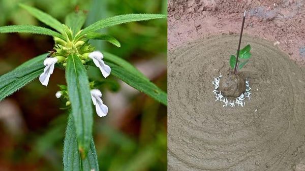പൊന്നോണത്തിന്റെ വരവ് അറിയിച്ച് ഇന്ന് അത്തം