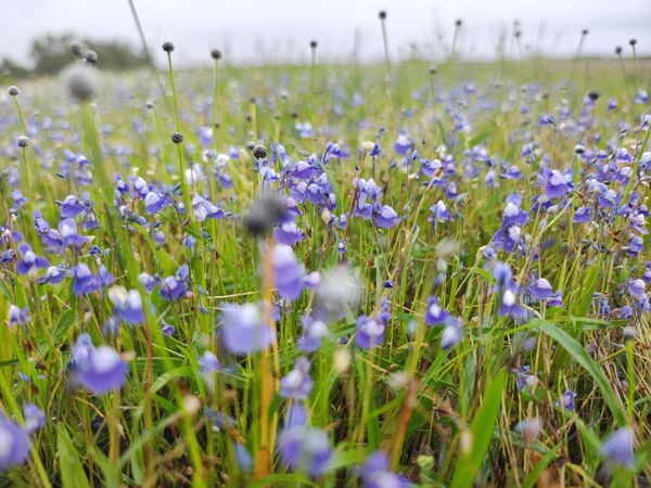 മാടായി പാറയിലെ നീലവസന്തം
