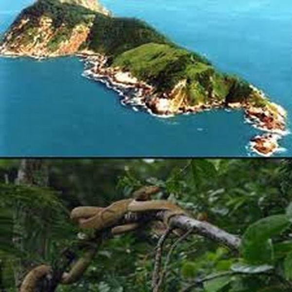 പാമ്പുകള്‍ മാത്രമുള്ള ഈ ദ്വീപിനെ കുറിച്ചു കേട്ടിട്ടുണ്ടോ ?