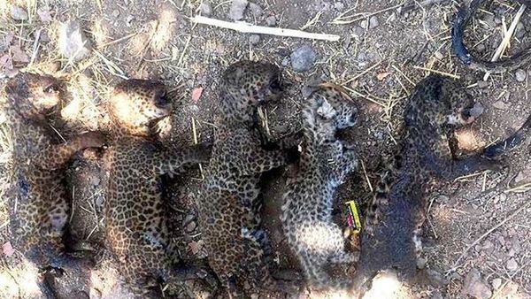 പാമ്പിനെ കൊല്ലാൻ കരിമ്പിൻ  തോട്ടത്തിൽ  തീയിട്ടു; വെന്തു മരിച്ചതോ അഞ്ചു പുലികുഞ്ഞുങ്ങൾ