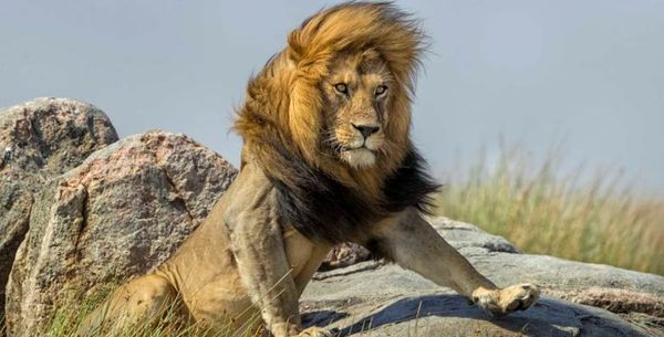 ലോകത്തിലെ ഏറ്റവും സുന്ദരനായ സിംഹം ഇതാണോ ?