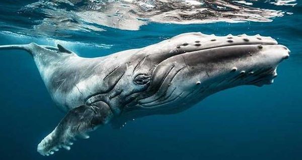 ഒമാനില്‍ നിന്നും ഗോവവഴി കേരള തീരത്തേക്കൊരു അപ്രതീക്ഷിത അതിഥി