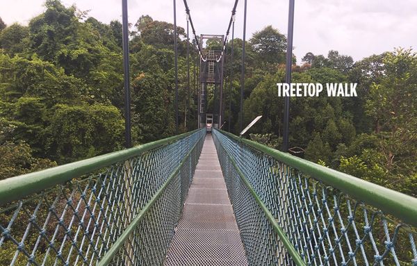 മാക് റിച്ചി റിസർവോയർ-ട്രീ ടോപ്പ് വോക്ക്