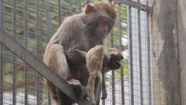 ജീവനറ്റ  തന്റെ കുഞ്ഞിനെ നെഞ്ചോട് ചേർത്ത് ഒരമ്മക്കുരങ്ങ്; ഈ കാഴ്ച  ഏത് കഠിന ഹൃദയനെയും കരയിക്കും