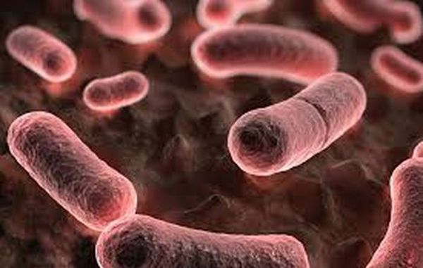 പതിനാലാം നൂറ്റാണ്ടില്‍ യൂറോപ്പിനെ പിടിച്ചു കുലുക്കിയ ആ മഹാമാരി തിരികെവരുമോ ?