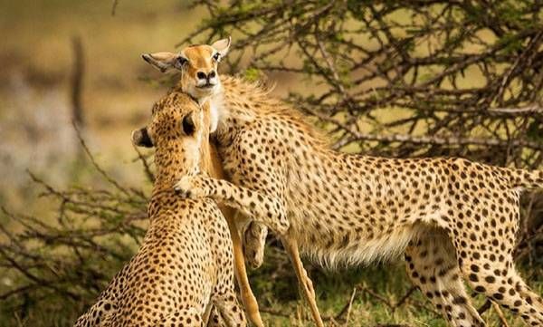 ലോകപ്രശസ്തമായ ആ ചിത്രത്തിന് പിന്നിലെ കഥ ഇതാണ്