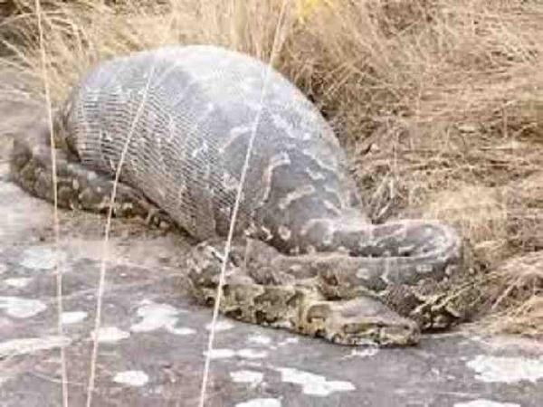 ഇന്തോനേഷ്യയില്‍ കാണാതായ സ്ത്രീയുടെ മൃതദേഹം  23 അടി നീളമുള്ള പെരുപാമ്പിന്റെ വയറ്റില്‍