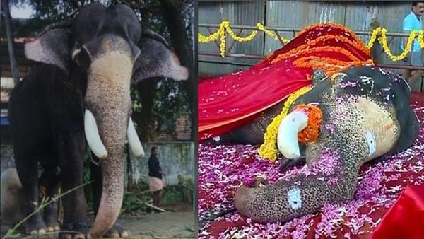 പാറമേക്കാവ് രാജേന്ദ്രൻ ചരിഞ്ഞു