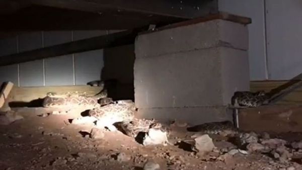 കേബിള്‍ ഇളകിമാറിയത് പരിശോധിക്കാന്‍ പോയ വീട്ടുടമസ്ഥൻ ആ കാഴ്ച കണ്ട്  ജീവനുംകൊണ്ടോടി