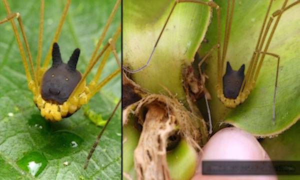 ആമസോണ്‍ കാടുകളില്‍ 'ചെന്നായ'യുടെ മുഖമുള്ള എട്ടുകാലി