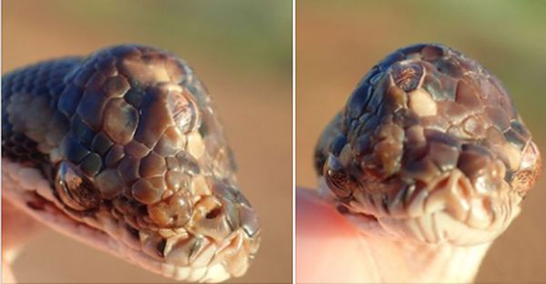 അസാധാരണ  രൂപമുള്ള  മുക്കണ്ണൻ  പാമ്പിനെ കണ്ടെത്തി; ഇത് കൊടിയ  വിപത്തിന്റെ  സൂചനയെന്ന നാട്ടുകാർ