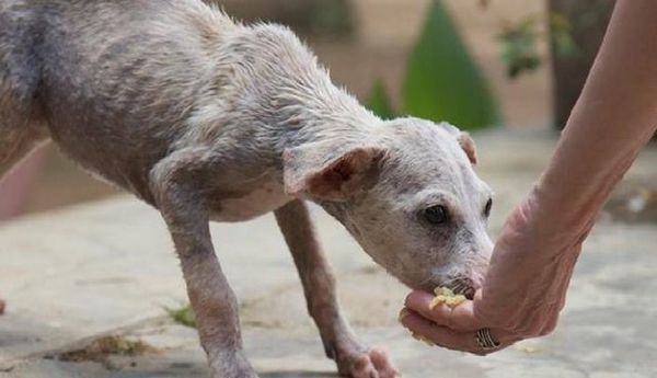 യുവതിയെ അയല്‍വാസി ബലാത്സംഗം ചെയ്യാന്‍ ശ്രമിച്ചു; ഉണ്ടചോറിനു നന്ദി കാണിച്ച് രക്ഷകനായി തെരുവ് നയ