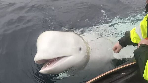 ചാര പ്രവർത്തനത്തിന് തിമിംഗലത്തെ ഉപയോഗിച്ച്  റഷ്യ; ചാരനെ കയ്യോടെ പൊക്കി നോർവേ