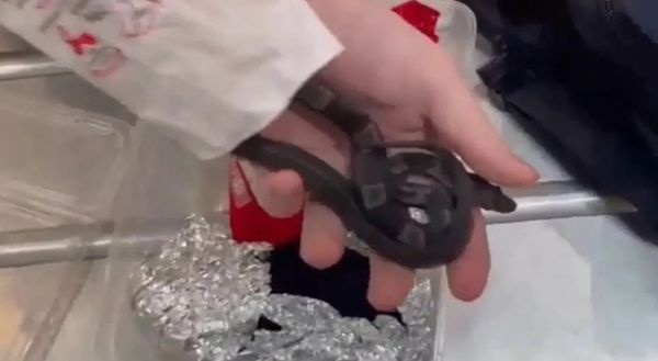 ഇസ്രായേൽ വിമാനത്താവളത്തിൽ വന്യജീവി കടത്തിന് ശ്രമം; യുവാവ് പിടിയിൽ