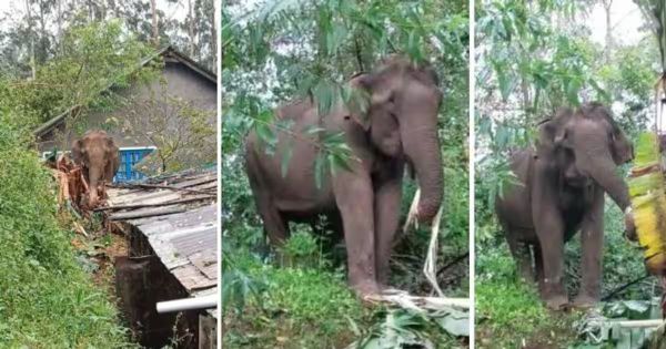 ആറളം ഫാമില്‍ ആദിവാസി ദമ്പതികളെ കാട്ടാന ചവിട്ടിക്കൊന്നു