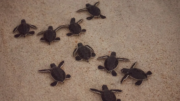 ഭാഗ്യം! കേരളത്തിലെ ആമകളെയെങ്കിലും പരിഗണിച്ചല്ലോ എന്ന് സോഷ്യല്‍ മീഡിയ; ഇപ്പോള്‍ ചര്‍ച്ചയാകുന്ന കടലാമ പരിപാലന പദ്ധതിയെന്ത്?